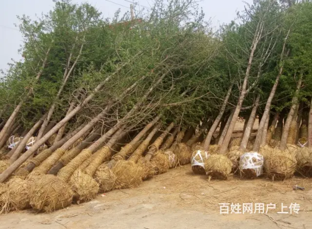 出售银杏树，银杏小苗，银杏精品大树 - 图片 4