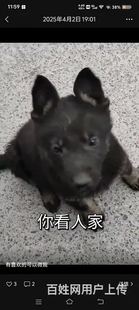 双血东德幼犬个个棒棒的 - 图片 2
