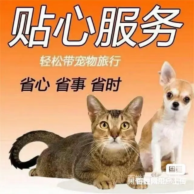 葫芦岛托运宠物 （猫狗活体运输）快递至全国各地 - 图片 2