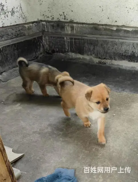 家养柴犬小狗狗出售2个月，价格优惠 - 图片 2