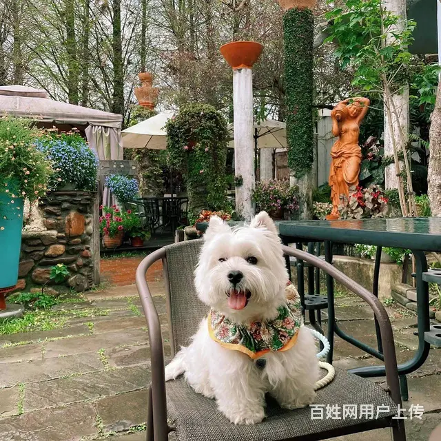 北京通州西高地多少钱一只 西高地好养活吗 - 图片 6