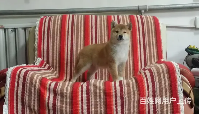 纯种日系柴犬 黑色柴犬 赛级柴犬 三十余只待售 - 图片 5