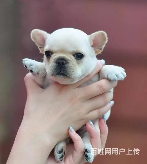 一只法斗幼犬多少钱 法斗犬价格大全_全国发货 - 图片 2