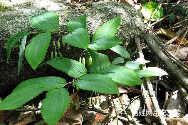 湖北百草堂黄精种植深耕细作，只为那一抹农业纯正色泽 - 图片 1