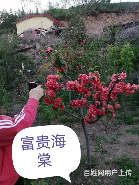 新品种花卉垂丝丁香欧丁香专业除杂草苗木修剪 - 图片 9