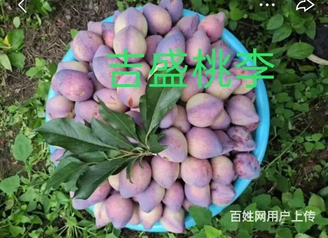 果树 - 图片 6