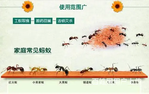 广汉杀虫公司灭老鼠灭蟑螂 - 图片 3