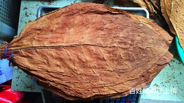 正宗东北关东烟哪里有卖的？无香料有串味的旱烟 - 图片 4