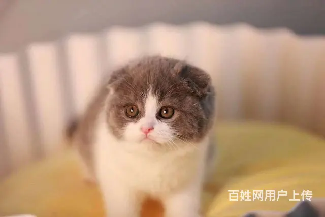 哪里有折耳猫卖的 折耳猫好养吗 折耳猫多少钱一只 - 图片 1
