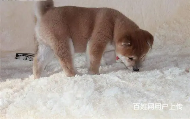 柴犬幼犬、纯种日系柴犬、黑赤色大骨骼、白嘴巴柴犬 - 图片 9