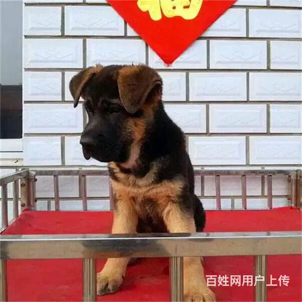 吕梁请问去哪买德牧狗狗靠谱?大家的德牧是怎么买到的 - 图片 10