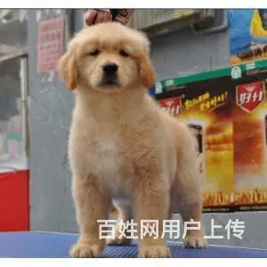 出售赛级大头金毛犬 纯正血统金毛幼犬 - 图片 1