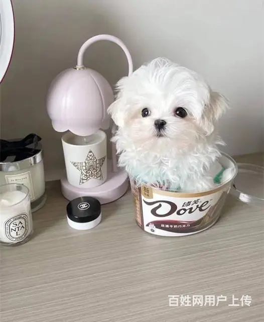 马尔济斯出售 那里有卖马尔济斯幼犬的 - 图片 5