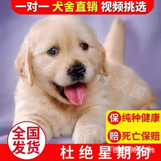 [货到付款犬舍]天门有金犬卖吗 金毛犬多少图 - 图片 1