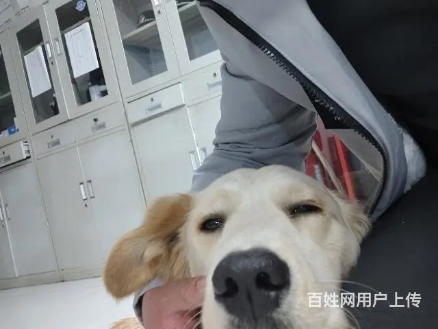 【搞定了！】免费赠送狗狗，唯一的要求送你之后不允许虐待他， - 图片 5