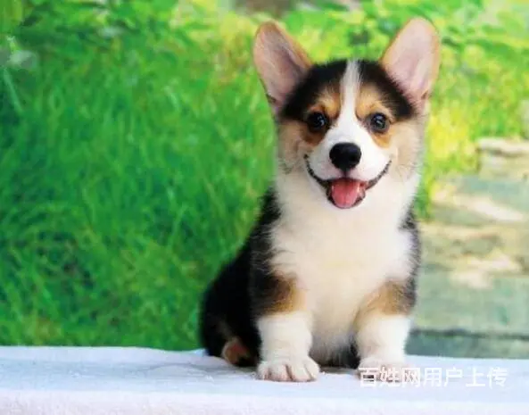 精品威尔士柯基犬出窝 三色柯基犬 纯种健康柯基犬 - 图片 3