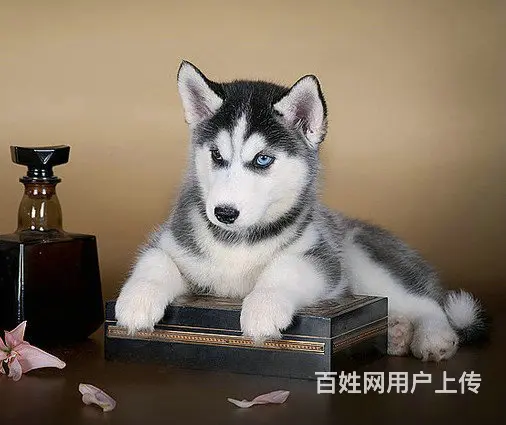 出售三火蓝眼哈士奇宝宝 品相佳 疫苗做齐签署协议 - 图片 3