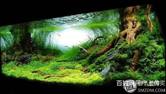 专业养护公司，家庭，大型工程鱼缸，兼卖鱼缸 - 图片 9