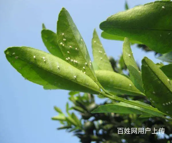 白粉虱防治方案抗性白粉虱解决方案杀虫杀卵 - 图片 2