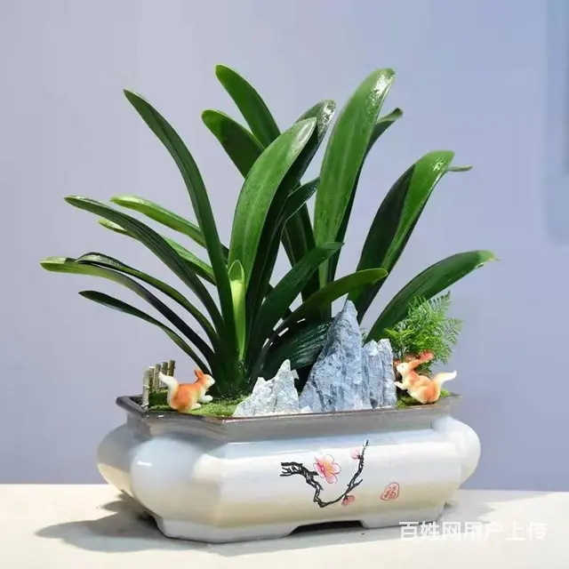 企业绿植租赁，办公室绿植，绿植造景 - 图片 1