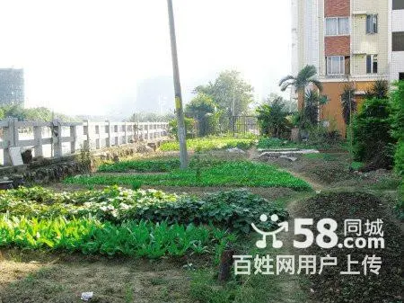 卖鹿粪鸡粪猪粪黑土花土假条茄子秧等 - 图片 3