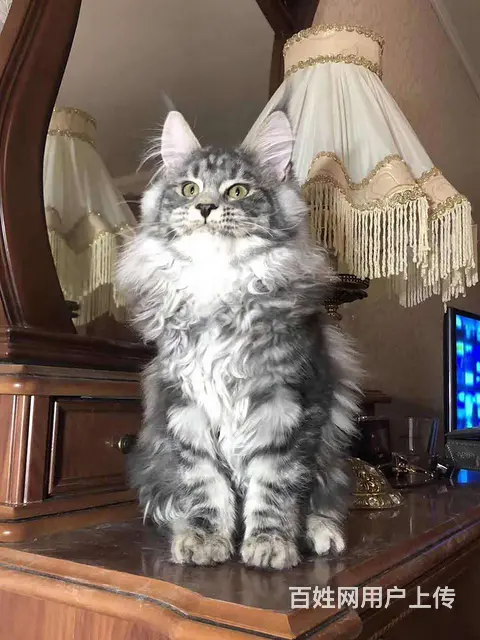 缅因猫多少钱一只  缅因猫好养吗 缅因猫成年多大 - 图片 4