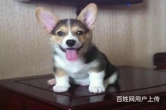 巴中地区纯种威尔士柯基幼犬 健康有保障 可签协议可 - 图片 4