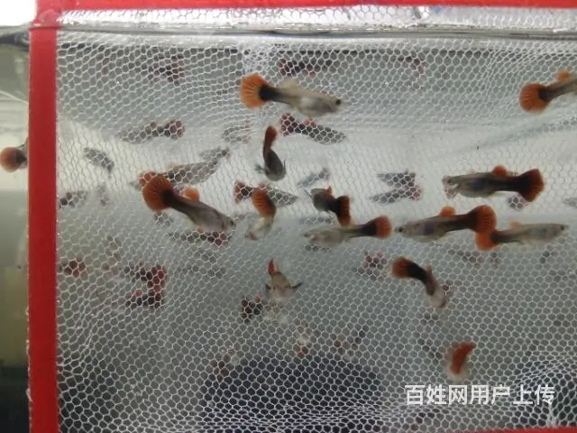 出巴西褶扇孔雀鱼 - 图片 3
