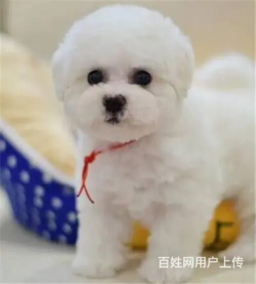 纯种比熊 韩国小体比熊犬幼犬优质 白色棉花糖 - 图片 9