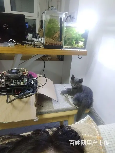 【搞定了！】赠送一只小蓝猫两个月公 - 图片