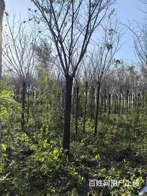 出售自产榆树 裂叶榆 大叶榆 五角枫 - 图片 1