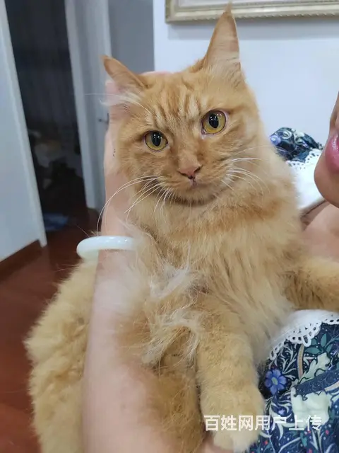 猫咪在外面跑丢了怎么找回来专业找猫团队大概多少钱 - 图片 1