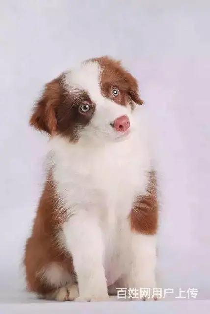 辽阳上哪可以看到边牧犬舍，边牧犬舍地址位置 - 图片 5