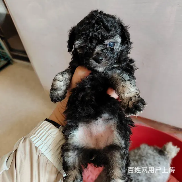 灰花泰迪幻影幼犬 - 图片 3