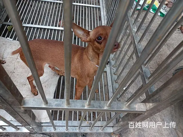 出售一年多点小鹿犬 - 图片 2