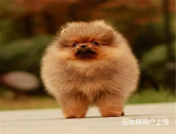 博美犬舍 博美价格 博美靓照 博美犬多少钱 专业繁 - 图片 2