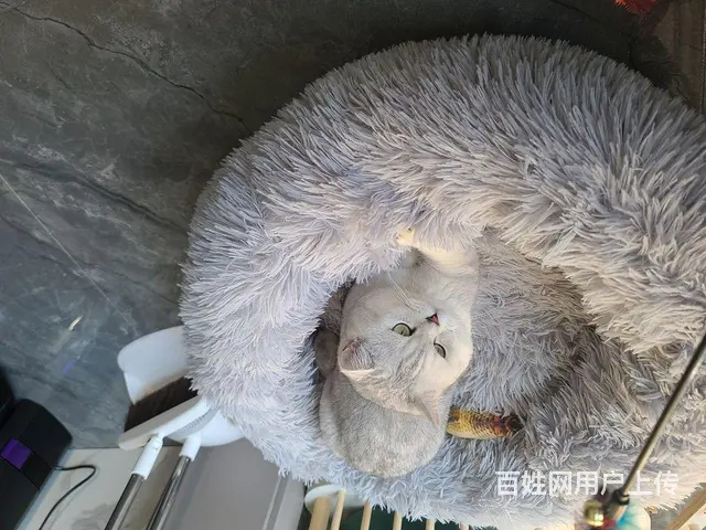 纯正银渐层纯云系对外借配 - 图片 2