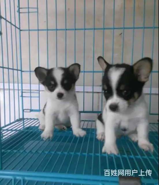 天门柯基价格_柯基多少钱柯基图片_纯种柯基幼犬 - 图片 2