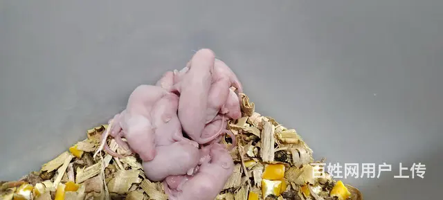 出售自家繁殖小白鼠红皮粉皮乳鼠 - 图片 1