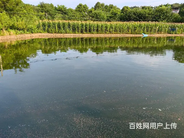 旺铺居）房东直租4.5亩鱼塘带三间房停车方便 - 图片 1