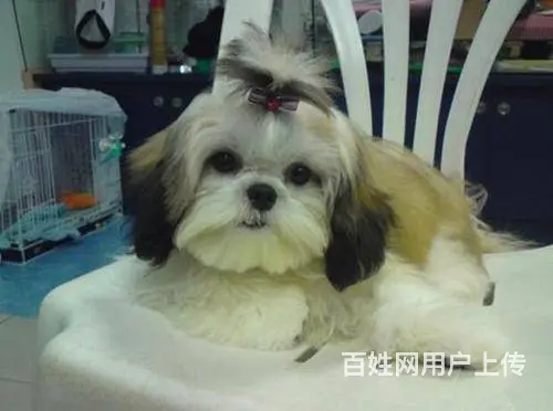 出售高端西施犬 三针齐全保健康 提供养狗指导 - 图片 8