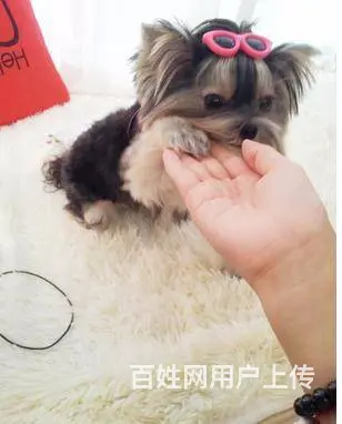 绍兴精品小体型约克夏宝宝找新家 金头银背约克夏 - 图片 1