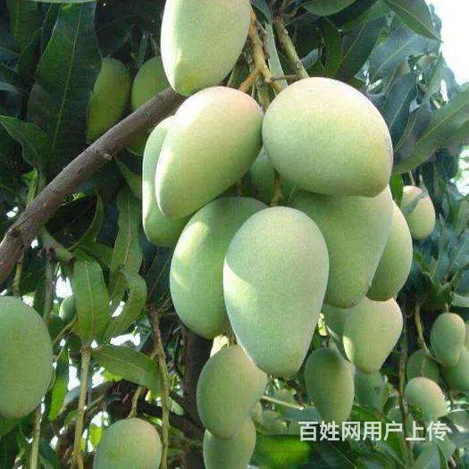 专业供应各种芒果树苗以及其他水果树苗 - 图片 1