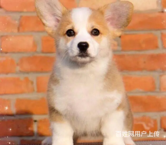 北京哪里有卖柯基犬的 质保签协议 - 图片 1
