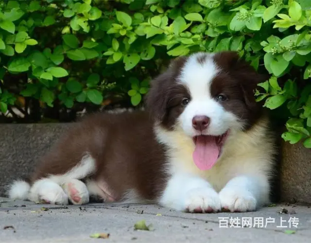 边境牧羊犬 家养边牧犬 纯种边牧幼犬出售 - 图片 6