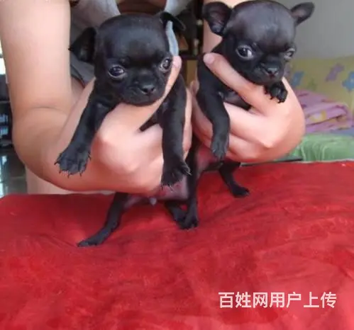 吉娃娃幼犬 吉娃娃怎么卖 北京哪里出售吉娃娃 - 图片 4