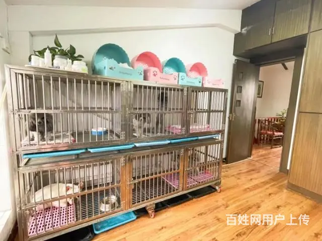 灰泰迪种公对外借配徐州市 - 图片 10
