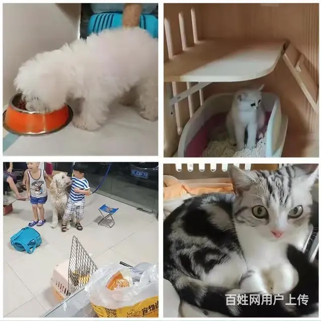 洛阳宜阳宠物托运（猫狗）邮寄速运空运 （2023今日 推荐运 - 图片 3