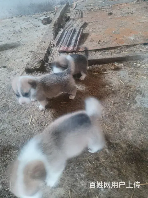 奶牛脸柯基幼犬 - 图片 7