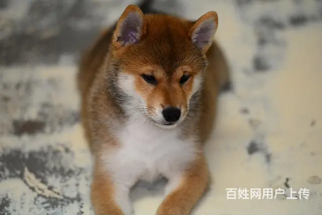 台州哪里有高品质纯种柴犬幼犬出售 自家犬舍繁育 购 - 图片 4